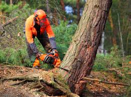  Fruitville, FL Tree Removal and Landscaping Services Pros